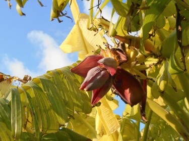 Photography titled "bananes" by Manu Surreabulliste, Original Artwork