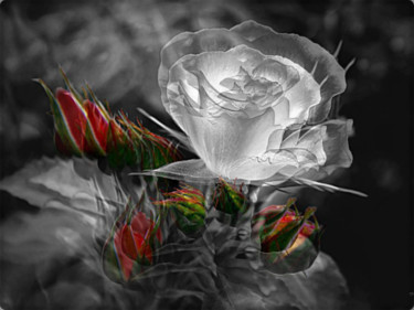 Photography titled "Photo de rose à ma…" by Florence Castelli  Flofloyd, Original Artwork