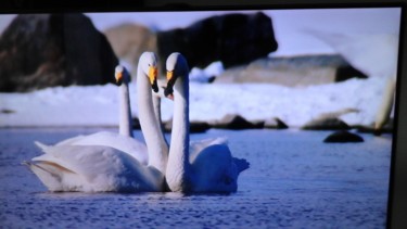 Photography titled "Photo de cygne" by Florence Castelli  Flofloyd, Original Artwork