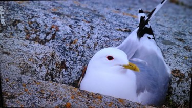 Fotografia zatytułowany „Photo d oiseau 4” autorstwa Florence Castelli  Flofloyd, Oryginalna praca