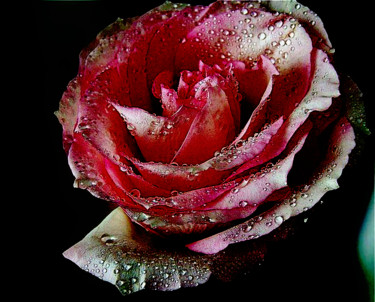 Photographie intitulée "Photo de rose refai…" par Florence Castelli  Flofloyd, Œuvre d'art originale