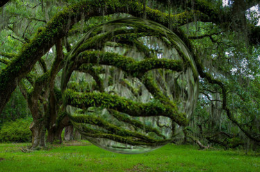 Photographie intitulée "Photo d arbre revu…" par Florence Castelli  Flofloyd, Œuvre d'art originale