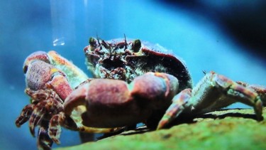 Photography titled "Photo de crabe" by Florence Castelli  Flofloyd, Original Artwork