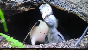 Photography titled "Photo d oiseaux 5" by Florence Castelli  Flofloyd, Original Artwork