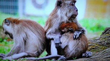 Photographie intitulée "Photo de macaques" par Florence Castelli  Flofloyd, Œuvre d'art originale