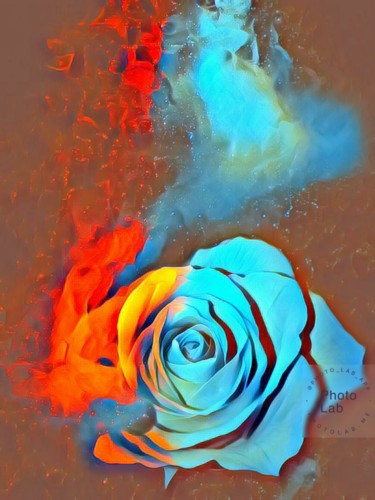Photographie intitulée "La rose que J aime" par Florence Castelli  Flofloyd, Œuvre d'art originale