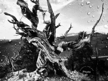 Photographie intitulée "Le tronc d'arbre" par Florence Castelli  Flofloyd, Œuvre d'art originale