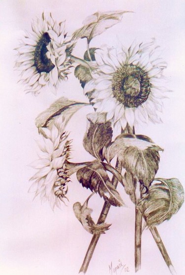 Drawing titled "girasoles dibujos." by Maparè, Original Artwork, Pencil