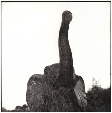 Photography titled "Elephant (We were t…" by Marc Paraskeva, Original Artwork, Analog photography Mounted on Cardboard