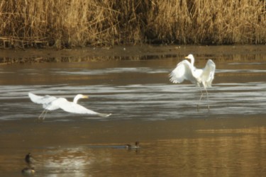 Photographie intitulée "Aigrettes." par Seraphin, Œuvre d'art originale, Photographie non manipulée