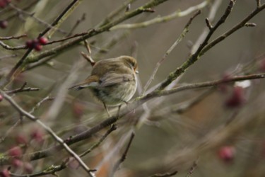 Photography titled "Sur une branche." by Seraphin, Original Artwork, Non Manipulated Photography