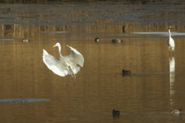 Photography titled "Aigrette." by Seraphin, Original Artwork, Non Manipulated Photography