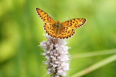 Photographie intitulée "Papillon." par Seraphin, Œuvre d'art originale, Photographie non manipulée