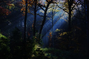 Photography titled "Forêt de novembre." by Seraphin, Original Artwork, Non Manipulated Photography