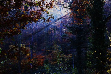 Fotografie getiteld "Forêt de Gaume." door Seraphin, Origineel Kunstwerk, Niet gemanipuleerde fotografie