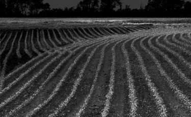 Photographie intitulée "champs" par Marc Hatot, Œuvre d'art originale