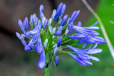 Photography titled "Flor azul" by Márcio Dias, Original Artwork, Digital Photography