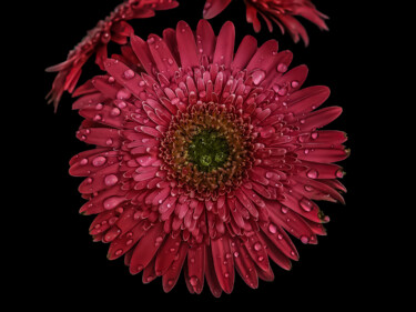 Photographie intitulée "Gerbera Jamesonii" par Márcio Dias, Œuvre d'art originale, Photographie numérique