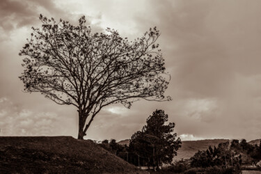 Fotografia intitulada "Lonely tree" por Márcio Dias, Obras de arte originais, Fotografia digital