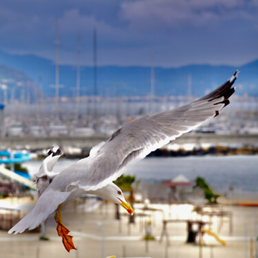 Fotografia intitulada "seagull" por Marco Di Francisca, Obras de arte originais, Fotografia digital
