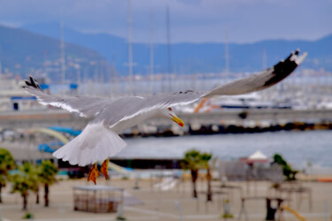 Fotografia intitulada "in volo" por Marco Di Francisca, Obras de arte originais, Fotografia digital