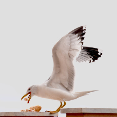 Photographie intitulée "pausa pranzo" par Marco Di Francisca, Œuvre d'art originale, Photographie numérique