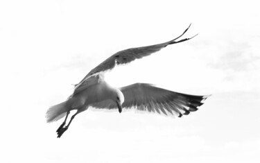 Fotografía titulada "volare" por Marco Di Francisca, Obra de arte original, Fotografía digital