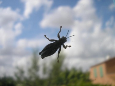 Photography titled "Cricket's in the Da…" by Marcoh, Original Artwork