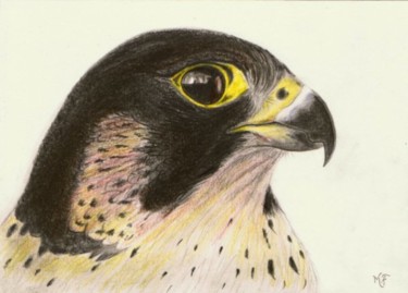 Drawing titled "Peregrine" by Marcurell, Original Artwork, Other