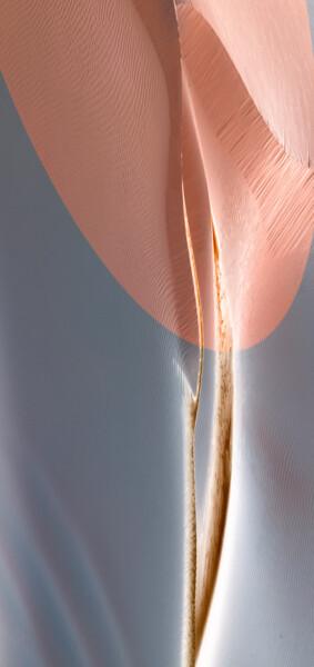 Fotografie mit dem Titel "Tender Leaf" von Marek Boguszak, Original-Kunstwerk, Digitale Fotografie Auf Plexiglas montiert