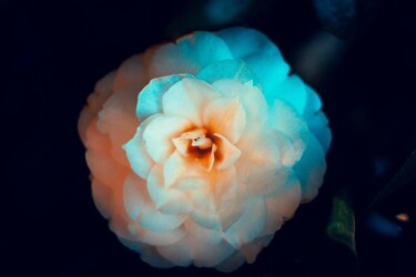 Photographie intitulée "Rose blanche" par Marevann, Œuvre d'art originale, Photographie numérique