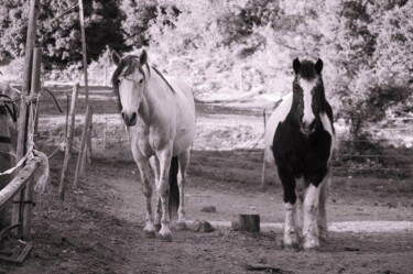 Photographie intitulée "PAddock" par Marevann, Œuvre d'art originale, Photographie numérique