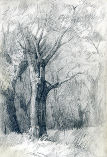 Drawing titled "Olive grove in the…" by Margarita Simonova, Original Artwork, Charcoal