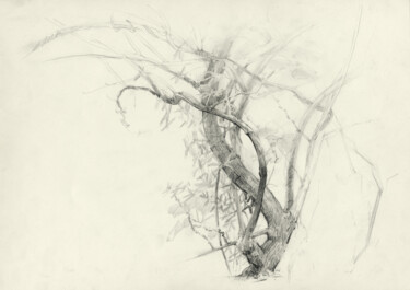 Dessin intitulée "Pietrasanta. Tree i…" par Margarita Simonova, Œuvre d'art originale, Fusain