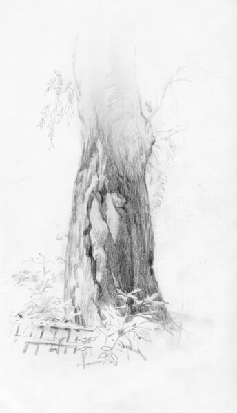 Drawing titled "Tree bark" by Margarita Simonova, Original Artwork, Pencil