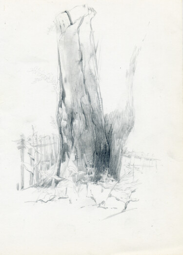 Zeichnungen mit dem Titel "Old tree" von Margarita Simonova, Original-Kunstwerk, Bleistift