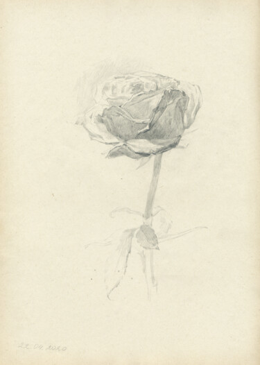 Рисунок под названием "Rose" - Margarita Simonova, Подлинное произведение искусства, Карандаш