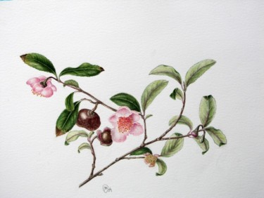 Pittura intitolato "CAMELIA SASANQUA" da Margherita Cavassa, Opera d'arte originale, Olio