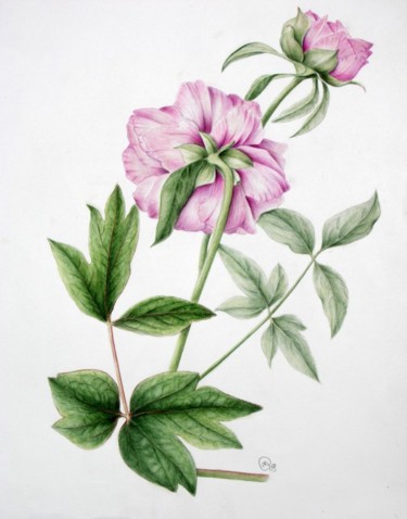 Painting titled "PAEONIA" by Margherita Cavassa, Original Artwork