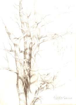 Drawing titled "Le vieil arbre" by Marguerite Vanasse (Fleur'Art Maggie), Original Artwork, Other