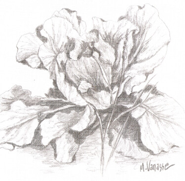 Drawing titled ""Le chou"" by Marguerite Vanasse (Fleur'Art Maggie), Original Artwork, Other