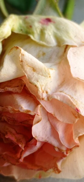Photographie intitulée "Rose3" par Maria Chaimala, Œuvre d'art originale, Photographie numérique