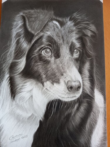Drawing titled "retrato de perro" by Maria Del Carmen Cubelli Lago, Original Artwork, Graphite