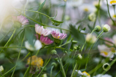 Photographie intitulée "Flowers in spring" par Maria Isabel Gaytan, Œuvre d'art originale, Photographie numérique