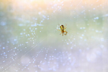 Fotografia zatytułowany „Spider weaving” autorstwa Maria Isabel Gaytan, Oryginalna praca, Fotografia cyfrowa