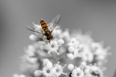 Fotografia zatytułowany „pollinating” autorstwa Maria Isabel Gaytan, Oryginalna praca, Fotografia cyfrowa