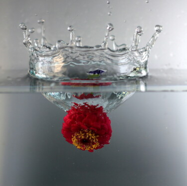 Photography titled "Zinnia splash" by Maria Isabel Gaytan, Original Artwork, Digital Photography