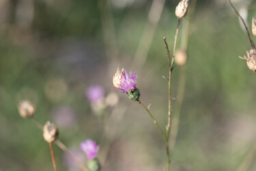 Photography titled "flores silvestres" by Maria Isabel Gaytan, Original Artwork, Digital Photography