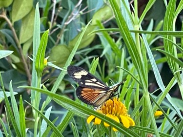 Fotografía titulada "Mariposa entre el p…" por Maria Lucrecia Serrat, Obra de arte original, Fotografía digital