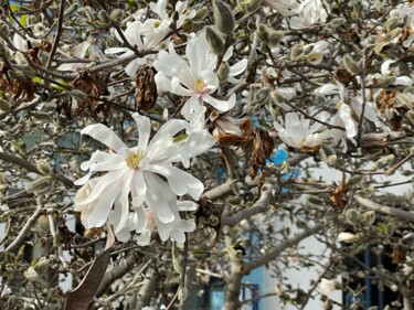 Photographie intitulée "Flores de invierno" par Maria Lucrecia Serrat, Œuvre d'art originale, Photographie numérique